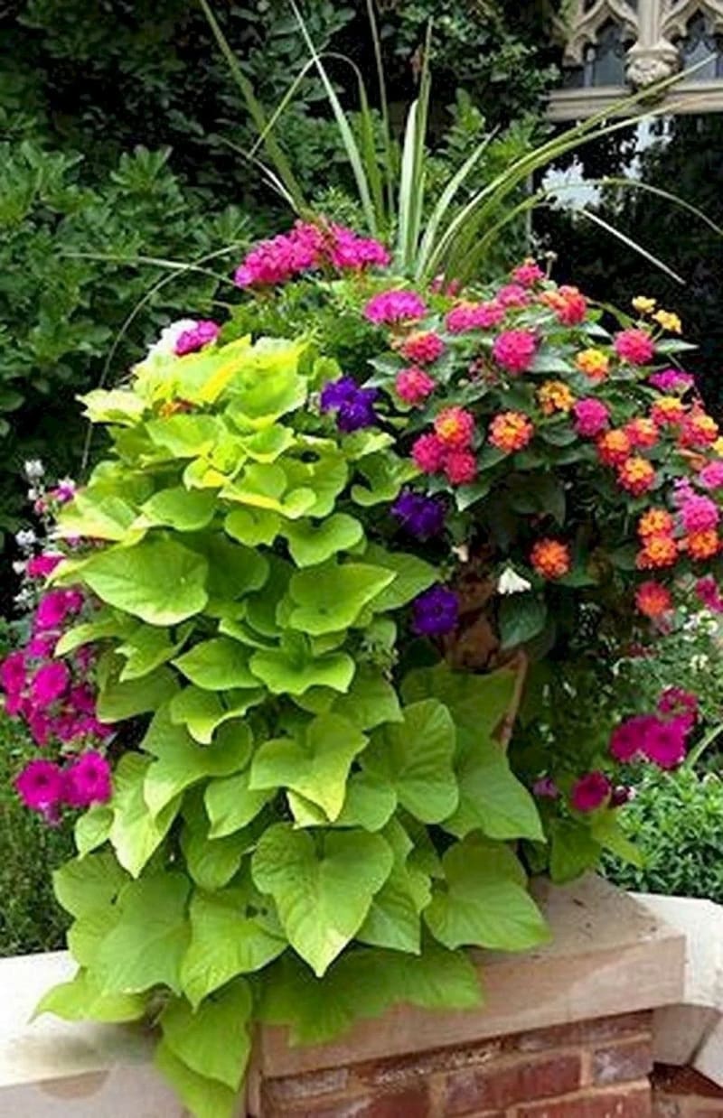 A custom-planted container with trailing sweet potato vine