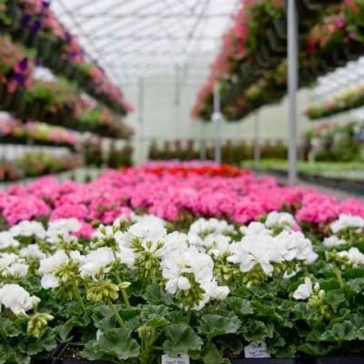 Flowering geraniums in bloom inside the Waterford greenhouse in May