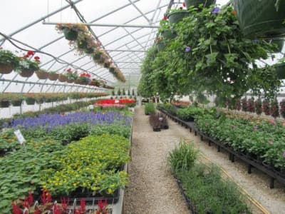 Benches of young flowering plants inside a Waterford greenhouse