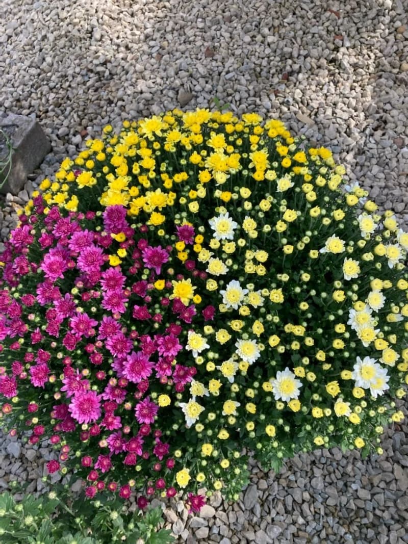 A multi-color mum in bronze and yellow, the kind a gift certificate can be spent on