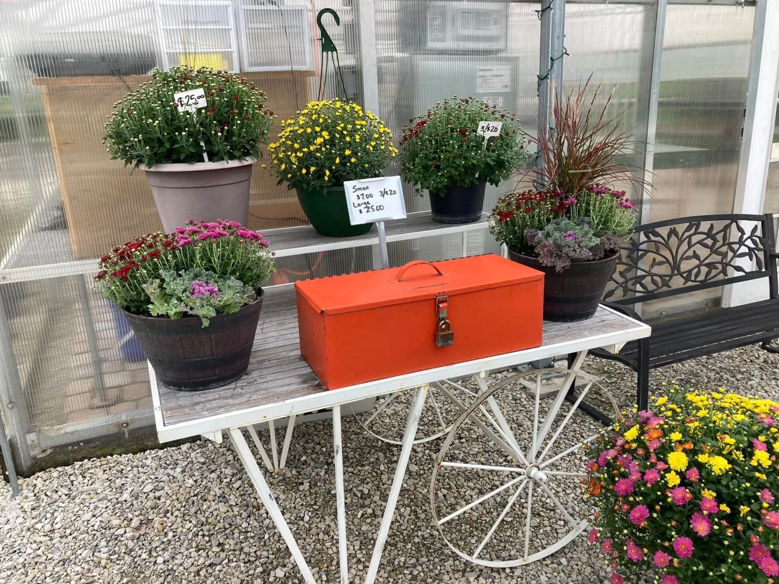 A display of fall mums in bronze, purple, and yellow outside the Waterford greenhouse