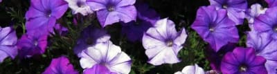 Trailing wave petunias spilling over the edge of a container
