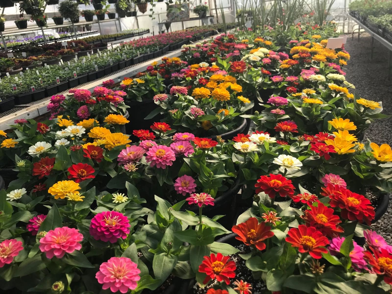 Multicolor zinnias in bloom, grown at Paul's Petal Pushers